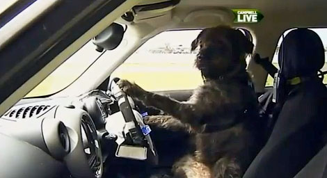 В Новой Зеландии появились курсы вождения для собак